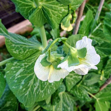 Alderman Marrowfat Pea Alderman Marrowfat Pea