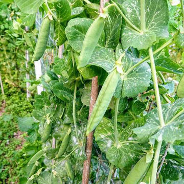 Freezonian Marrowfat Pea Freezonian Marrowfat Pea