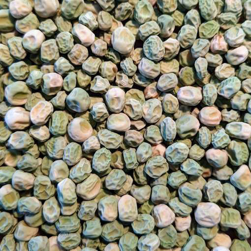 Freezonian Marrowfat PeaMeraki Seeds