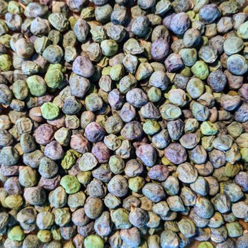 Graue Florentiner Grey Pea Graue Florentiner Grey Pea