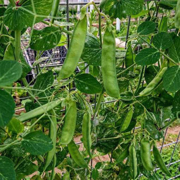 Grijze Roodbloeiende Grey Pea Grijze Roodbloeiende Grey Pea