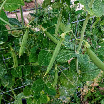 Klenshyttan Marrowfat Pea Klenshyttan Marrowfat Pea