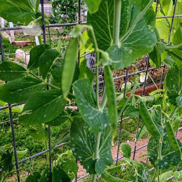 Tant Erika Snow Pea Tant Erika Snow Pea
