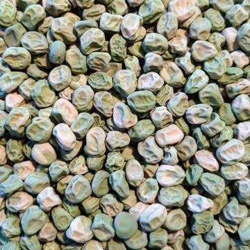 Östgöta Märgärt Marrowfat Pea Östgöta Märgärt Marrowfat Pea