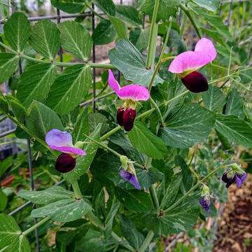 Svalövs Belloärt Grey Pea Svalövs Belloärt Grey Pea