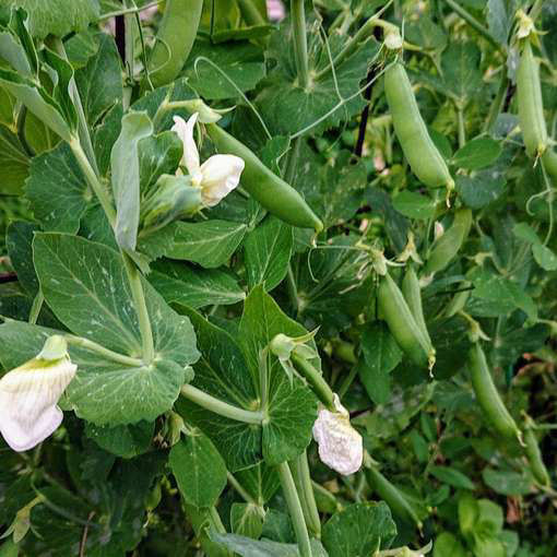 Sugar Ann Sugar Snap PeaMeraki Seeds