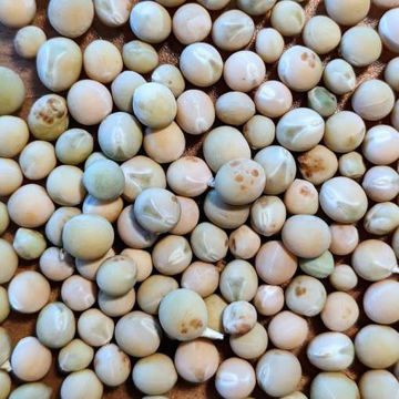 Tom Thumb Pea Tom Thumb Pea