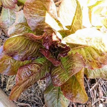 Lettuce Athos Agion Oros Lettuce Athos Agion Oros