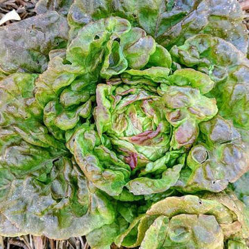 Lettuce Baquieu Lettuce Baquieu