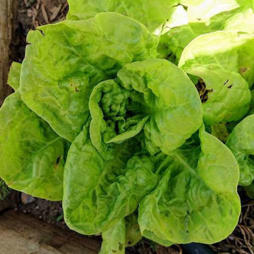Lettuce Berliner Lettuce Berliner