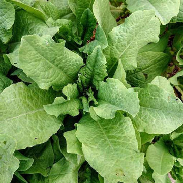 Lettuce Celtuce Lettuce Celtuce