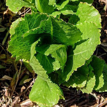 Lettuce Cosmopolitan Lettuce Cosmopolitan