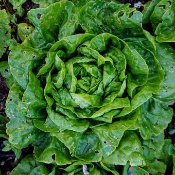 Lettuce Gulddrottning Lettuce Gulddrottning