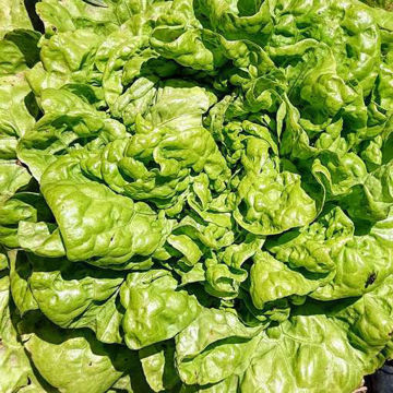 Lettuce Guldgul Stenhoved Lettuce Guldgul Stenhoved
