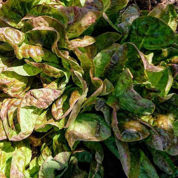 Lettuce Itsy-Bitsy Lettuce Itsy-Bitsy