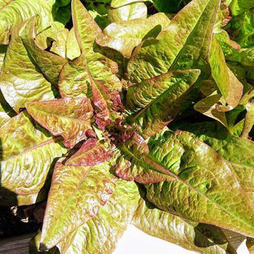 Lettuce Les Oreilles du Diable Lettuce Les Oreilles du Diable