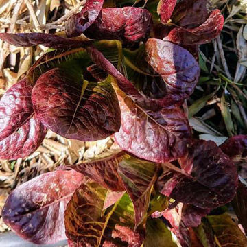 Lettuce Moon Red Lettuce Moon Red