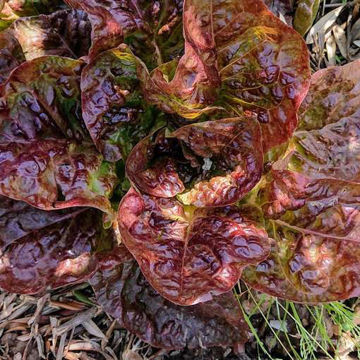 Lettuce Sebastiano Lettuce Sebastiano