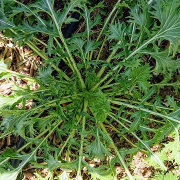 Kyona Mizuna Mustard Kyona Mizuna Mustard