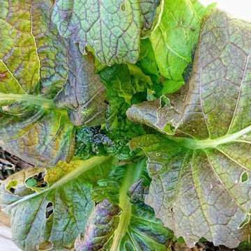Osaka Purple Mustard Osaka Purple Mustard