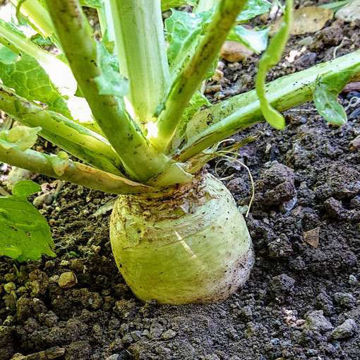 Turnip Grüno Turnip Grüno