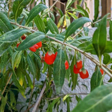 Goji Berry Goji Berry