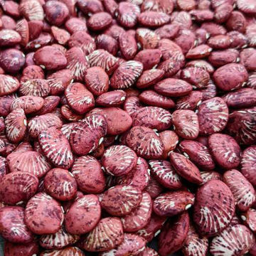 Andromeda Lima Pole Bean Andromeda Lima Pole Bean