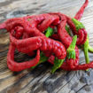Hangjiao 5 Helix Nebula Chili Pepper