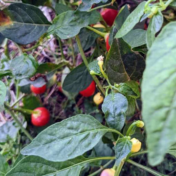 Moranguinho Chili Pepper Moranguinho Chili Pepper