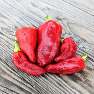 Cubanelle Chili Pepper Cubanelle Chili Pepper