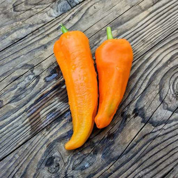 Ramiro Orange Sweet Pepper Ramiro Orange Sweet Pepper