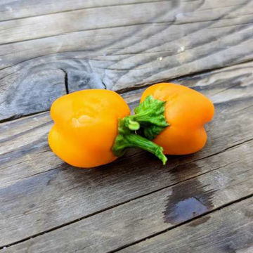 Mini Bell Yellow Sweet Pepper Mini Bell Yellow Sweet Pepper