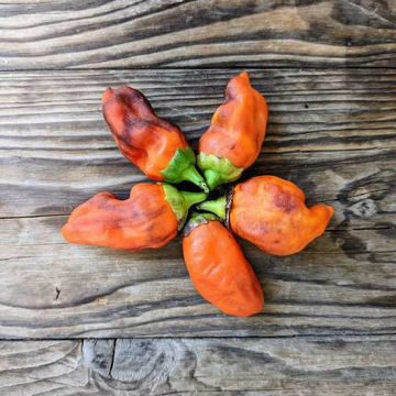 Pippins Golden Honey Sweet Pepper Pippins Golden Honey Sweet Pepper