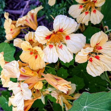 Nasturtium Nasturtium