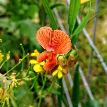 Lathyrus annuus Lathyrus annuus
