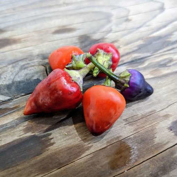 NuMex Veterans Day Chili Pepper NuMex Veterans Day Chili Pepper