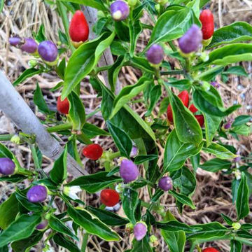 NuMex Twilight NuMex Twilight