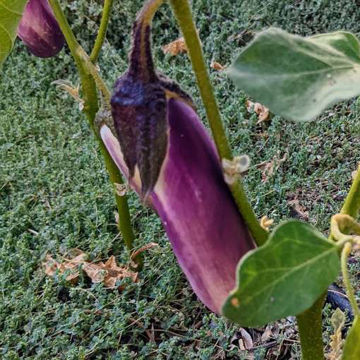 Malaysian Dark Red Aubergine Malaysian Dark Red Aubergine