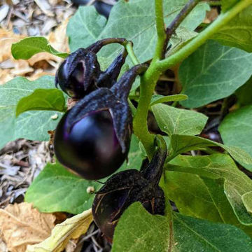 Bambino Aubergine Bambino Aubergine