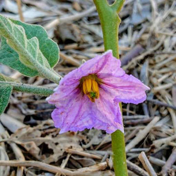 Japanskyi Karlik Aubergine Japanskyi Karlik Aubergine