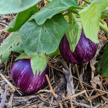 Listada de Gandia Aubergine Listada de Gandia Aubergine