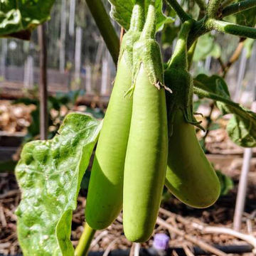Louisiana Long Green Aubergine Louisiana Long Green Aubergine