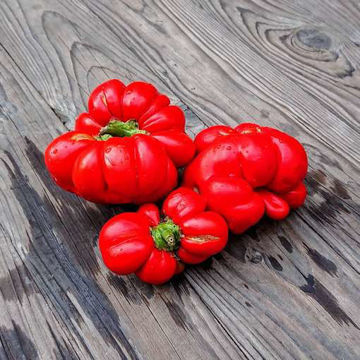 Nakati Aubergine Nakati Aubergine