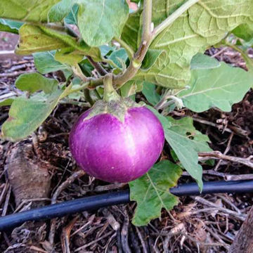 Penny Bun Aubergine Penny Bun Aubergine