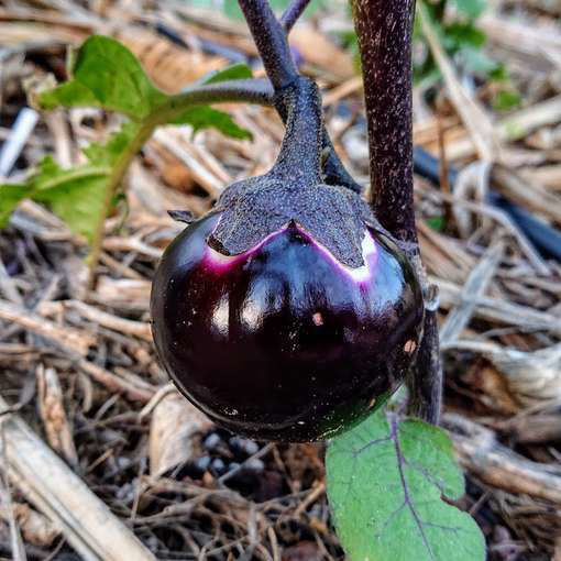 Thick Lord Aubergine