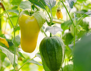 Show products in category Other Varieties Picture for category Other Varieties