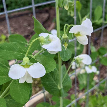 Björks Snow Pea Björks Snow Pea