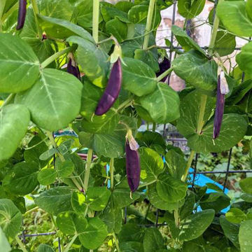 Edsbyn Bluepea Edsbyn Bluepea