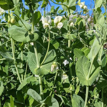 Saxbo Marrowfat Pea Saxbo Marrowfat Pea