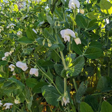 Emigrant Snow Pea Emigrant Snow Pea